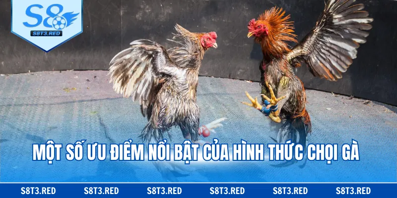 Một số ưu điểm nổi bật của hình thức chọi gà