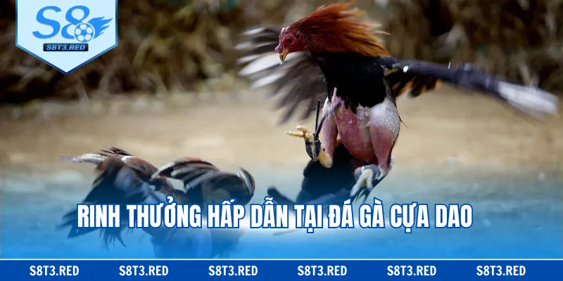 Rinh thưởng hấp dẫn tại đá gà cựa dao